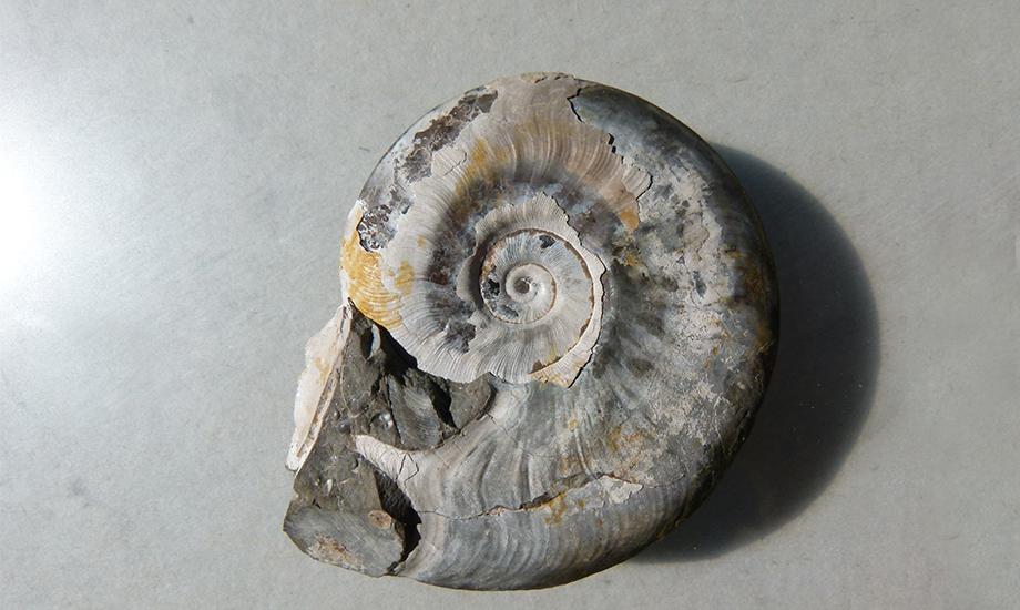 Leioceras opalinum Opalinuston Formation Braunjura