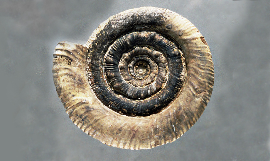 Prodactylioceras davoei 