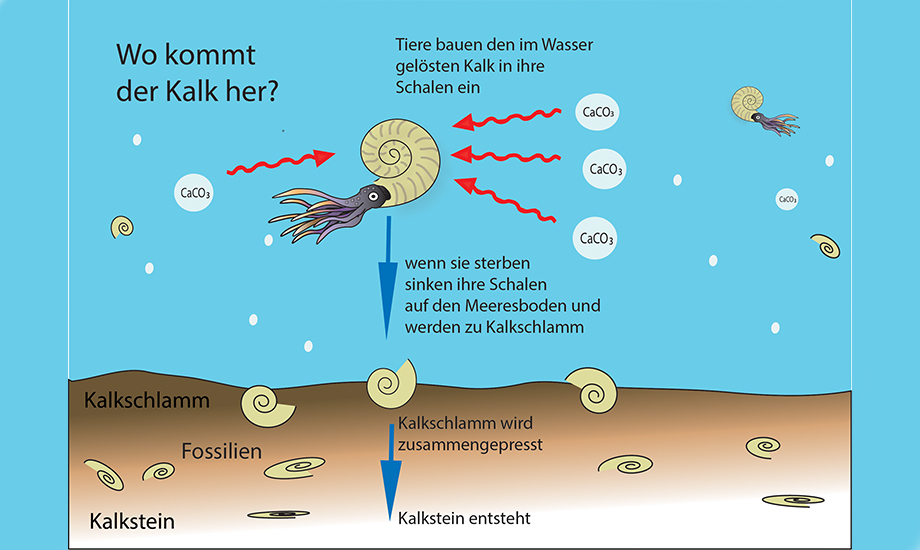 Fossilien und Kalk entstehen