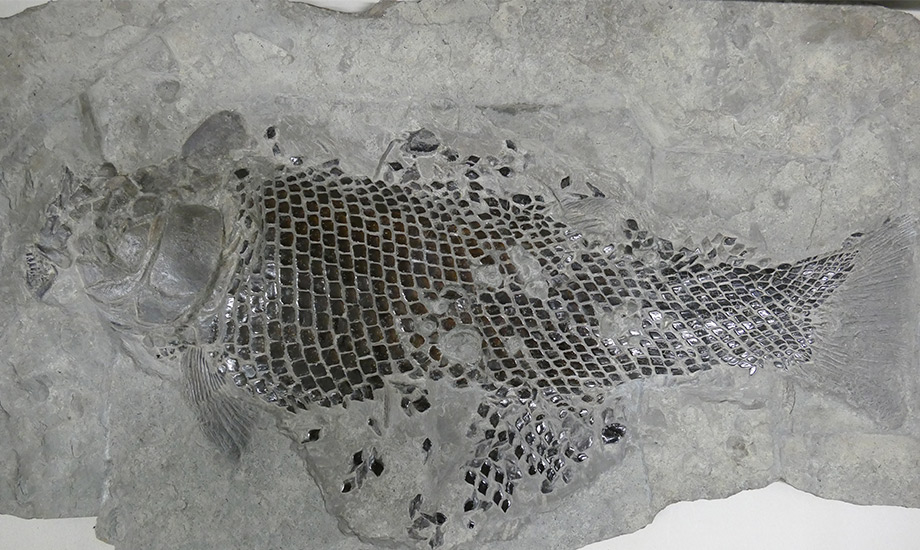 Fischfossil Lepidotes GuenterSchweigert