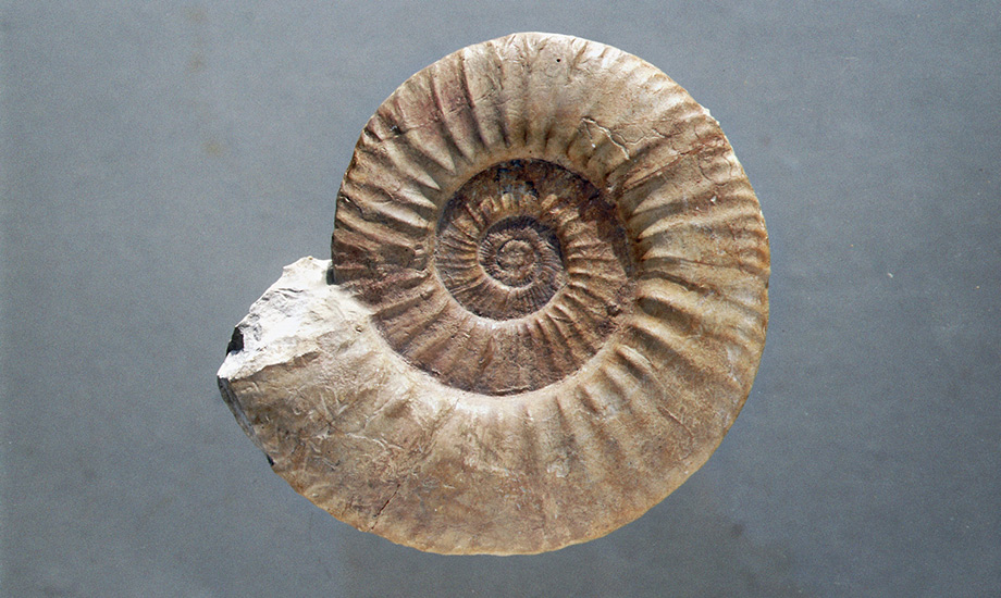 Leitfossilien UlrichSauerborn