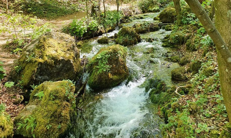 Ursprung des weissen Kochers